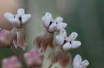 Pinewoods milkweed